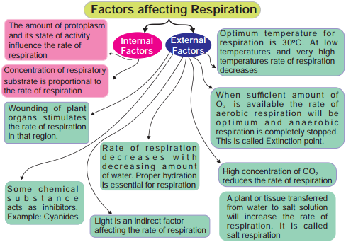 Factors Affecting Respiration img 1