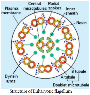 Flagella img 2