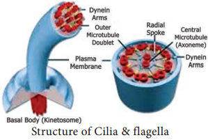 Flagella img 3