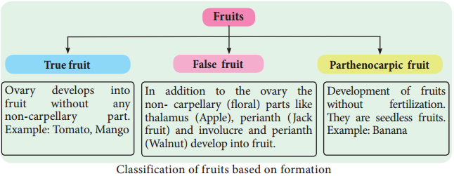Fruits img 1