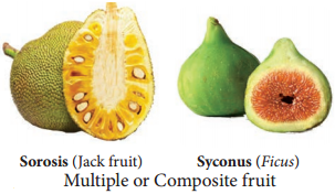 Fruits img 6