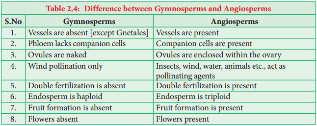 Gymnosperms img 3