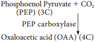 Hatch & Slack Pathway or C Cycle or Dicarboxylic Acid Pathway or Dicarboxylation Pathway img 2