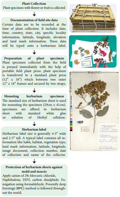 Herbarium - Preparation and Uses img 1