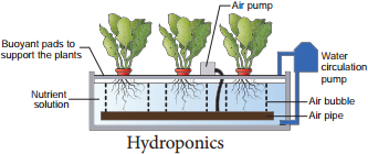 Hydroponics and Aeroponics img 1