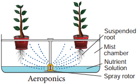 Hydroponics and Aeroponics img 2