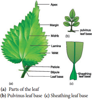 Leaf img 1