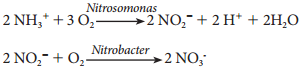 Nitrogen Cycle and Nitrogen Metabolism img 2