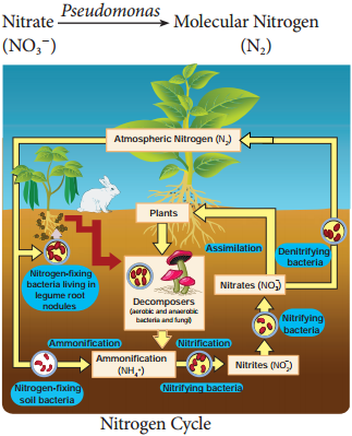 Nitrogen Cycle and Nitrogen Metabolism img 4