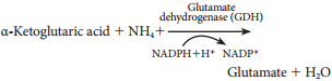 Nitrogen Cycle and Nitrogen Metabolism img 5