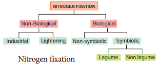 Nitrogen Fixation img 1