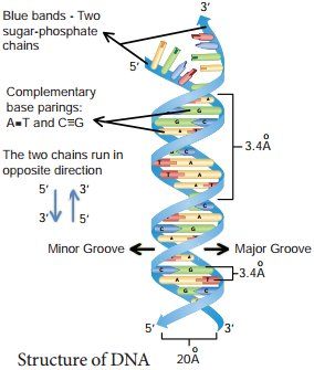 Nucleic Acids img 6