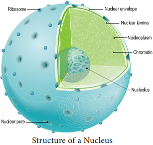 Nucleus img 1