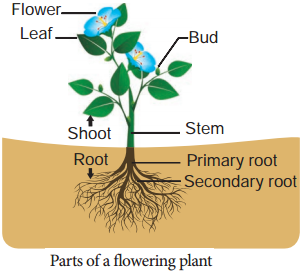 Parts of a Flowering Plant img 1