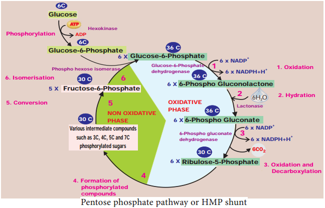 Pentose Phosphate Pathway img 2