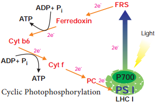 Photophosphorylation img 1