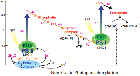 Photophosphorylation img 4
