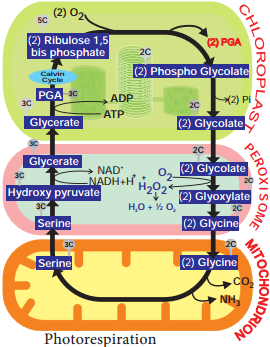 Photorespiration or Cycle or Photosynthetic Carbon Oxidation (PCO) Cycle img 1