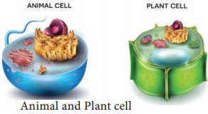 Plant and Animal Cell img 1
