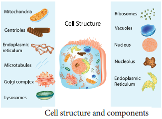 Plant and Animal Cell img 3