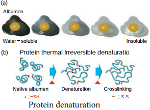 Proteins img 6