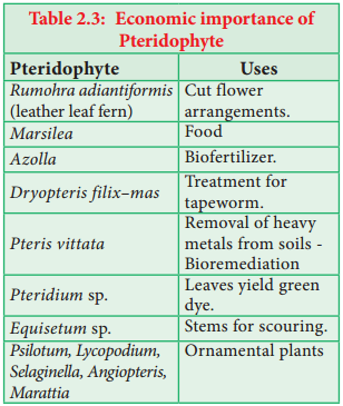 Pteridophytes img 3