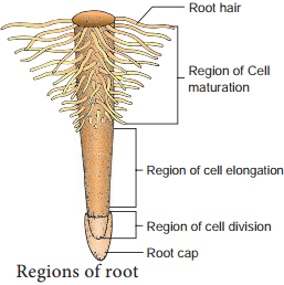 Root System img 1