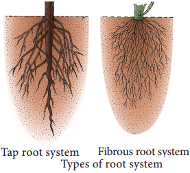 Root System img 2