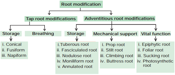 Root System img 4