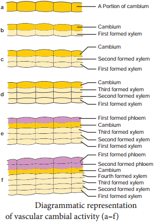 Secondary Growth in Dicot Stem and its Overview img 2