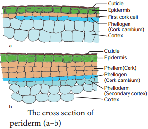Secondary Growth in Dicot Stem and its Overview img 9