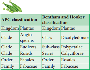 Selected Families of Angiosperms img 1