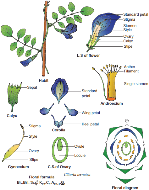 Selected Families of Angiosperms img 3