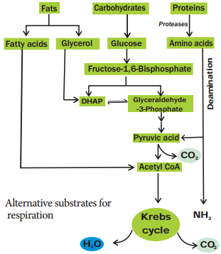 Stages of Respiration img 6