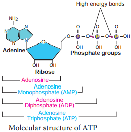 Structure of ATP img 1