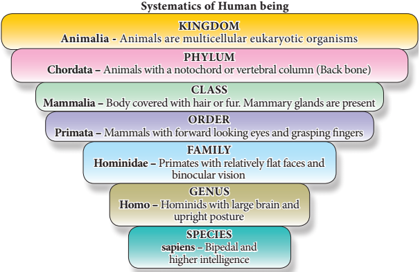 Taxonomic Hierarchy img 2
