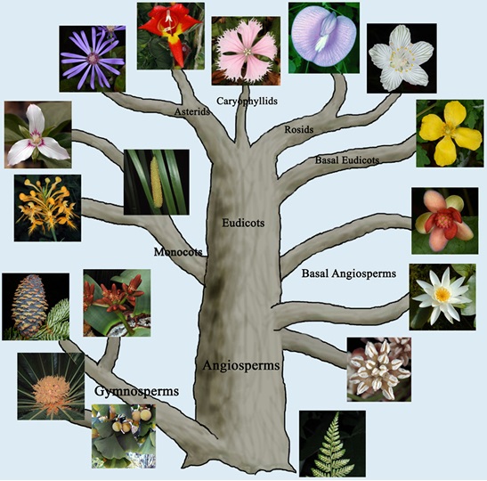 Taxonomy and Systematics img 1