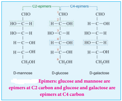 Biomolecules of Carbohydrates img 15