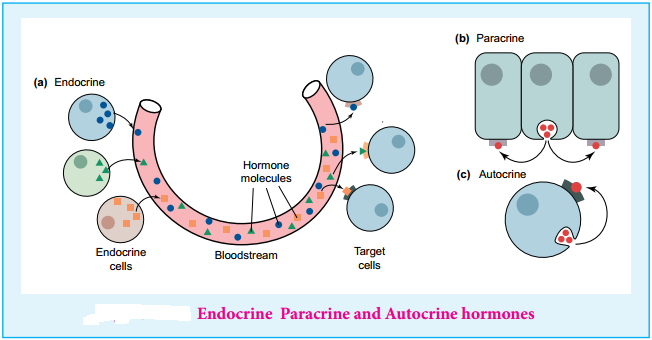 Biomolecules of Hormones img 1