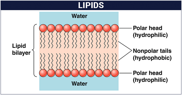 Biomolecules of Lipids img 1