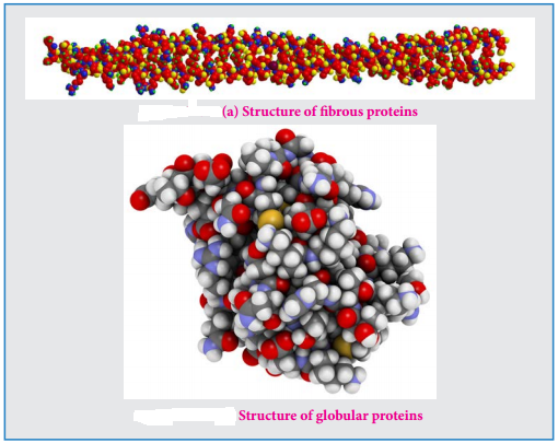 Biomolecules of Proteins img 5
