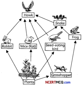 Food Chains and Food Webs Definitions, Equations and Examples – NCERT MCQ