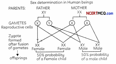 Heredity Definitions, Equations and Examples 6