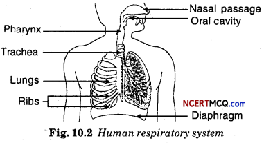 Class 7 Respiration In Organisms Extra Questions