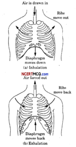 Online Education for Respiration in Organisms Class 7 Extra Questions ...