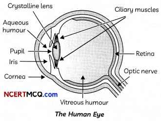The Human Eye Definitions, Equations and Examples 1
