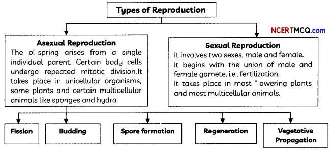 Types of Reproduction Definitions, Equations and Examples 1