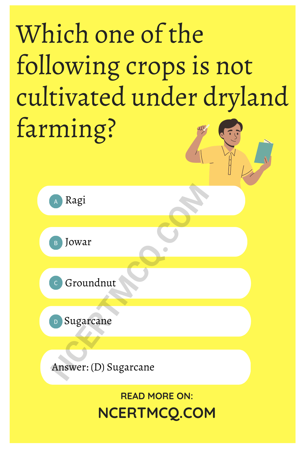 Which one of the following crops is not cultivated under dryland farming?