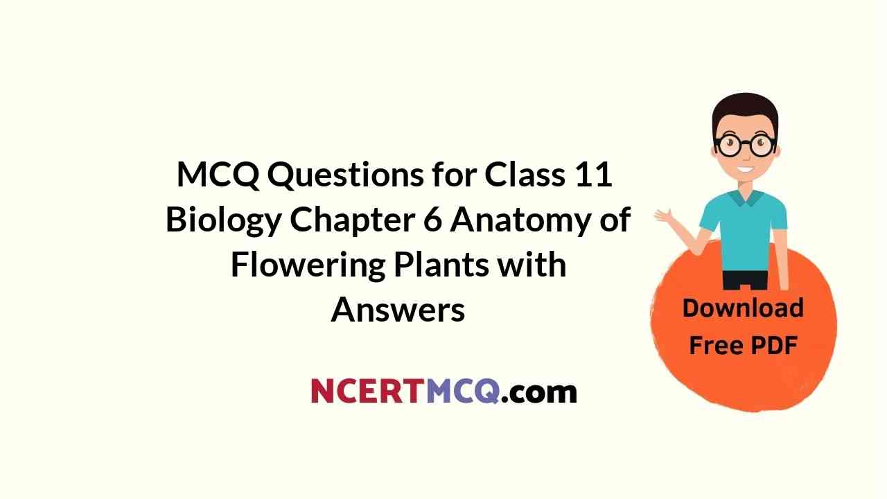 MCQ Questions for Class 11 Biology Chapter 6 Anatomy of Flowering Plants with Answers
