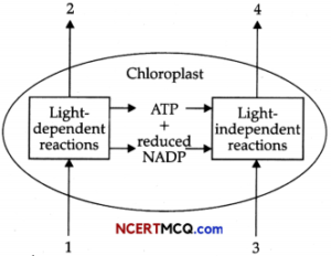 CBSE Sample Papers for Class 11 Biology Term 2 Set 4 for Practice ...